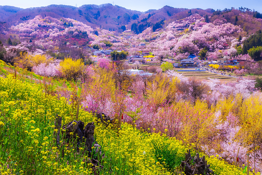 花見山公園