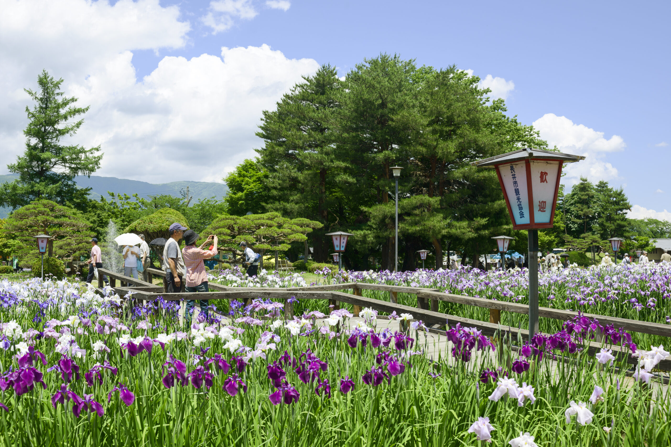 長井あやめ公園