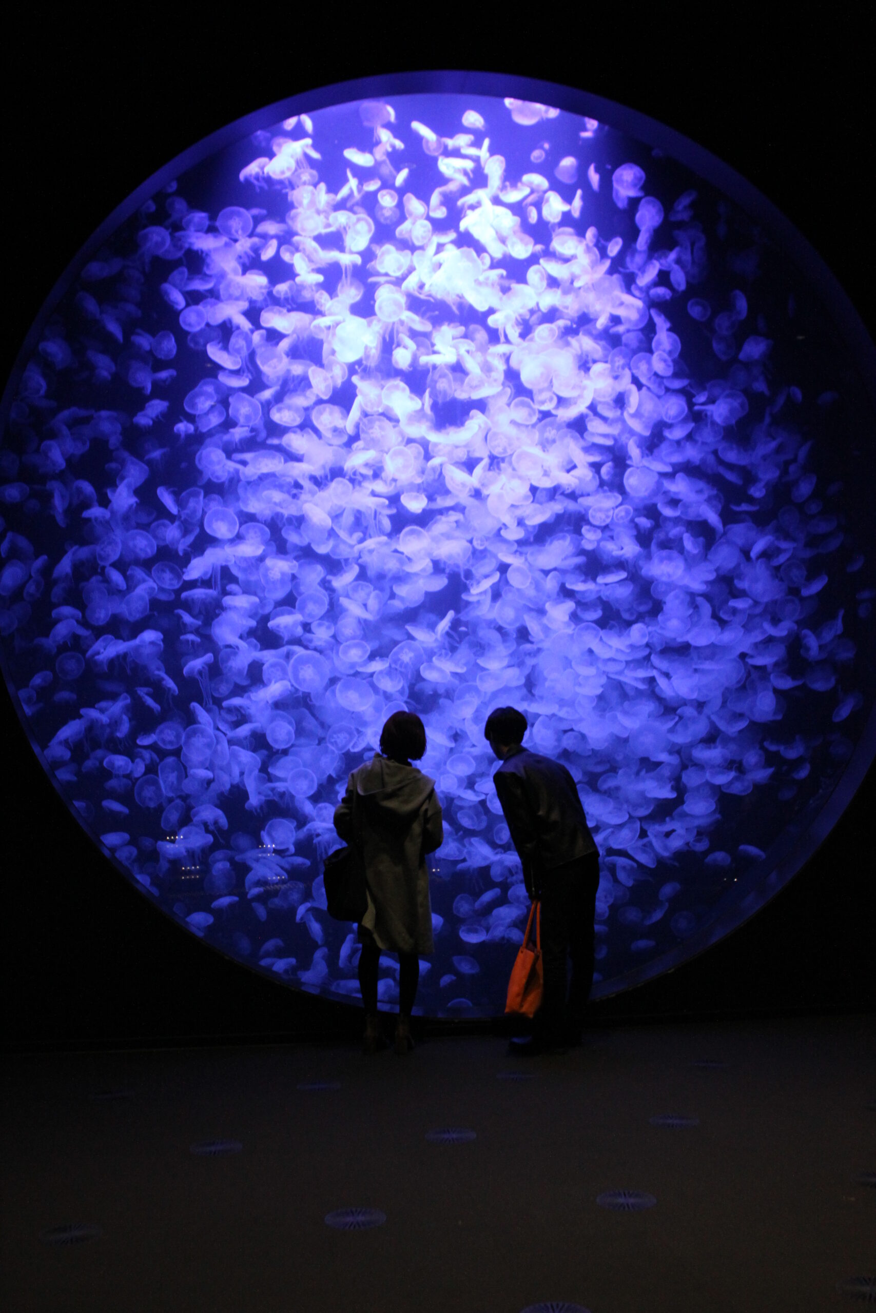 鶴岡市立加茂水族館